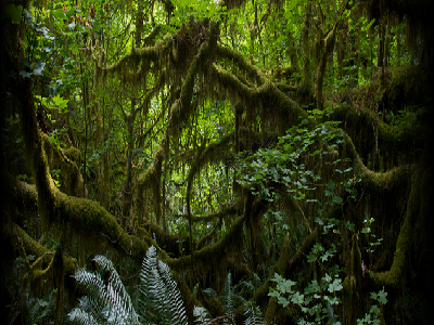 레이블|열대 우림 배경 위로 움직이는 애니메이션 텍스트